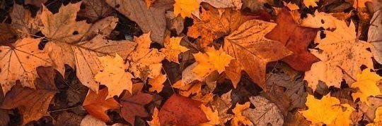 lenaashraf0's profile banner image