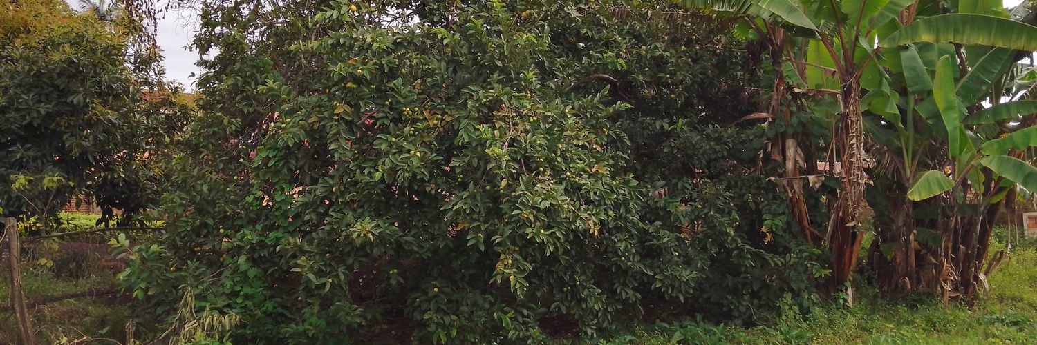 ChristianMutesa's profile banner image