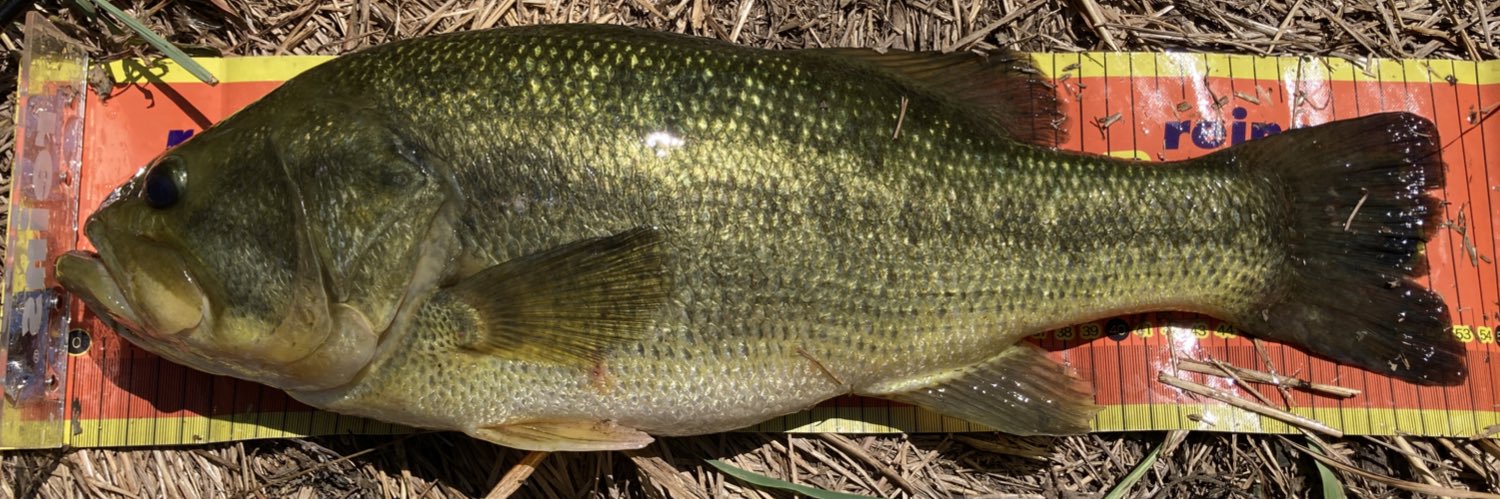 MemorableFish's profile banner image