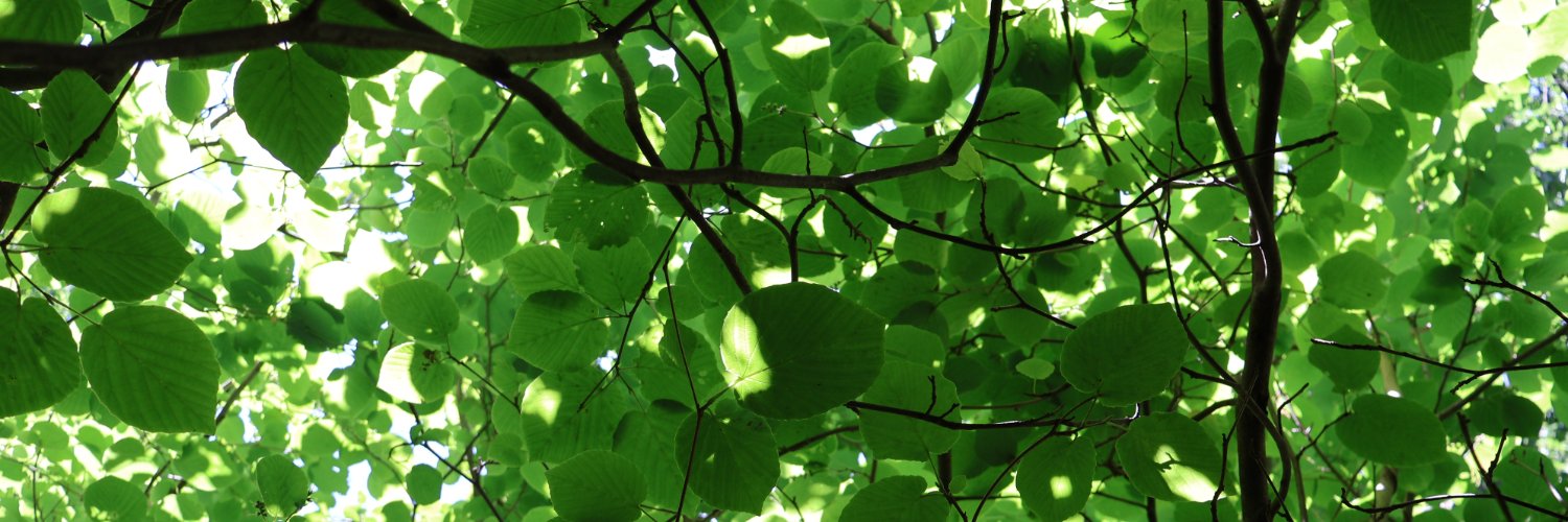 elephantipes17's profile banner image