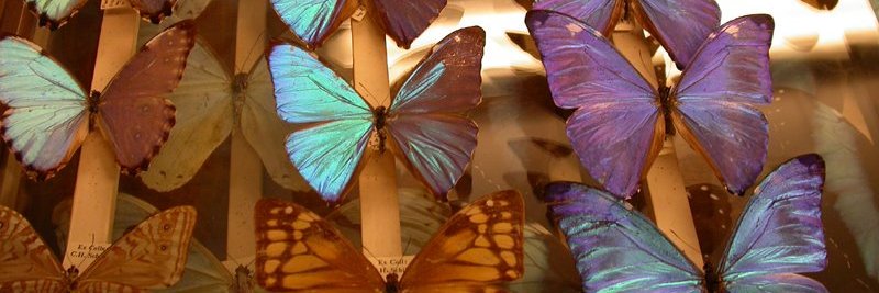 Nyctibiidae's profile banner image