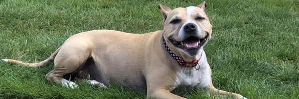 smigger_steve Profile Banner