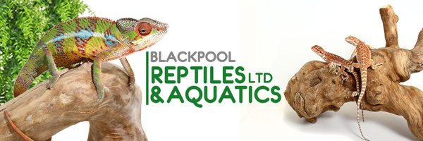 BPLReptileShop Profile Banner