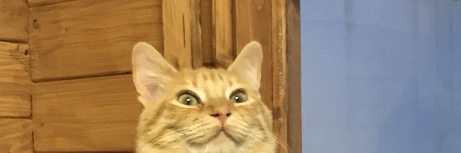 concha banner