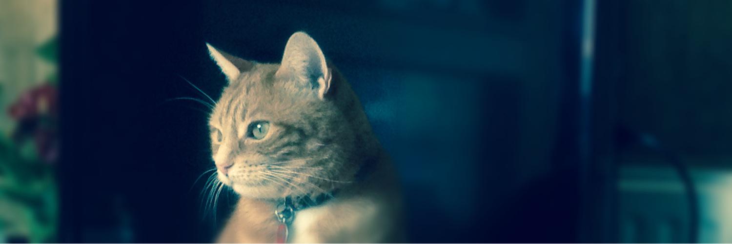 Simon🇪🇺 banner