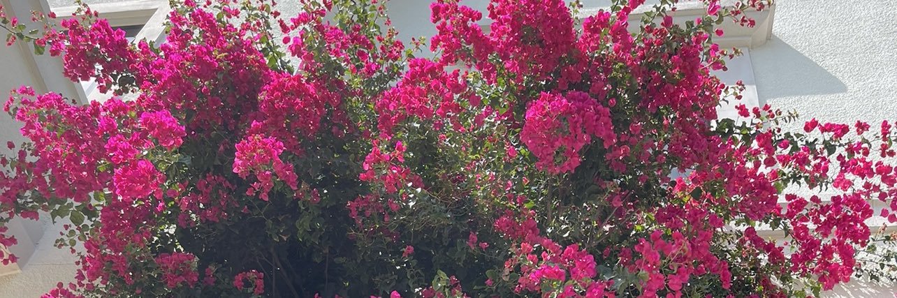 allystroh99's profile banner image