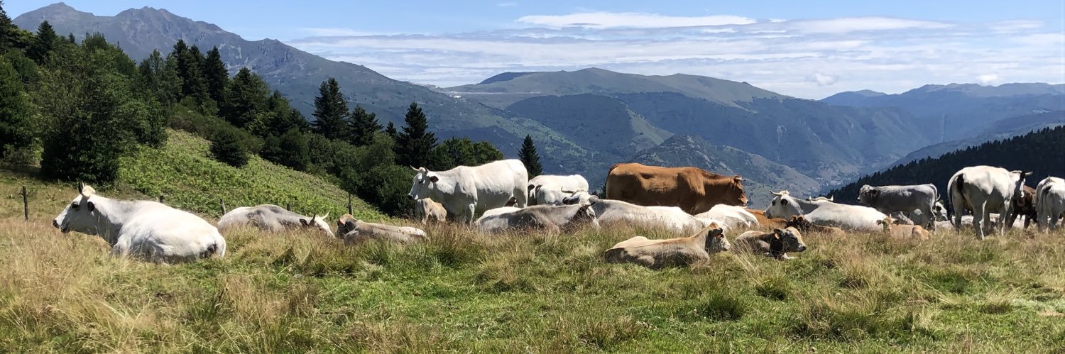 Clément Menézo banner