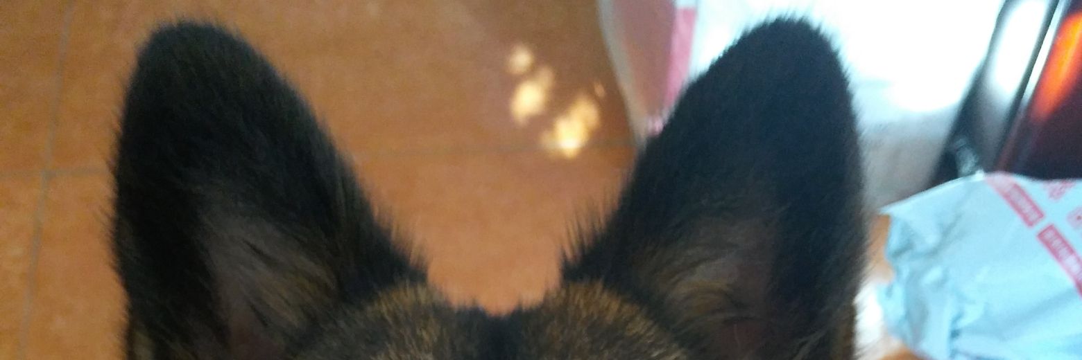 IcefallSun's profile banner image