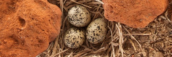 chorlnev Profile Banner