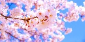 sakura3e's profile banner image