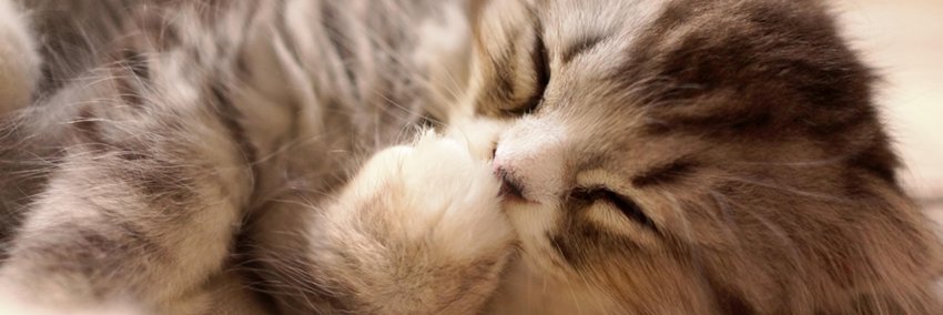 エウレカ！@猫の話題 banner
