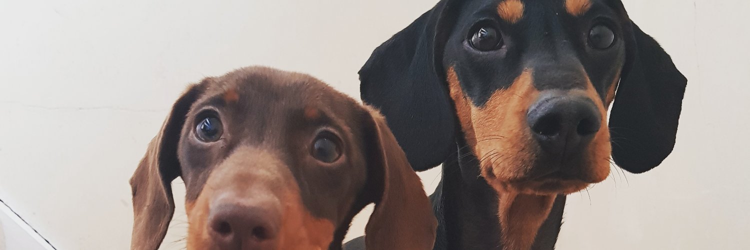 Colywollydoodle's profile banner image
