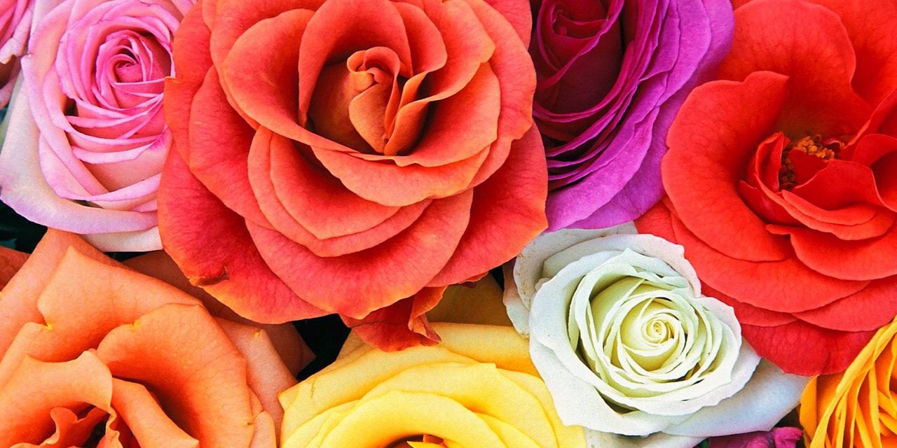 MaddiefromSEA's profile banner image