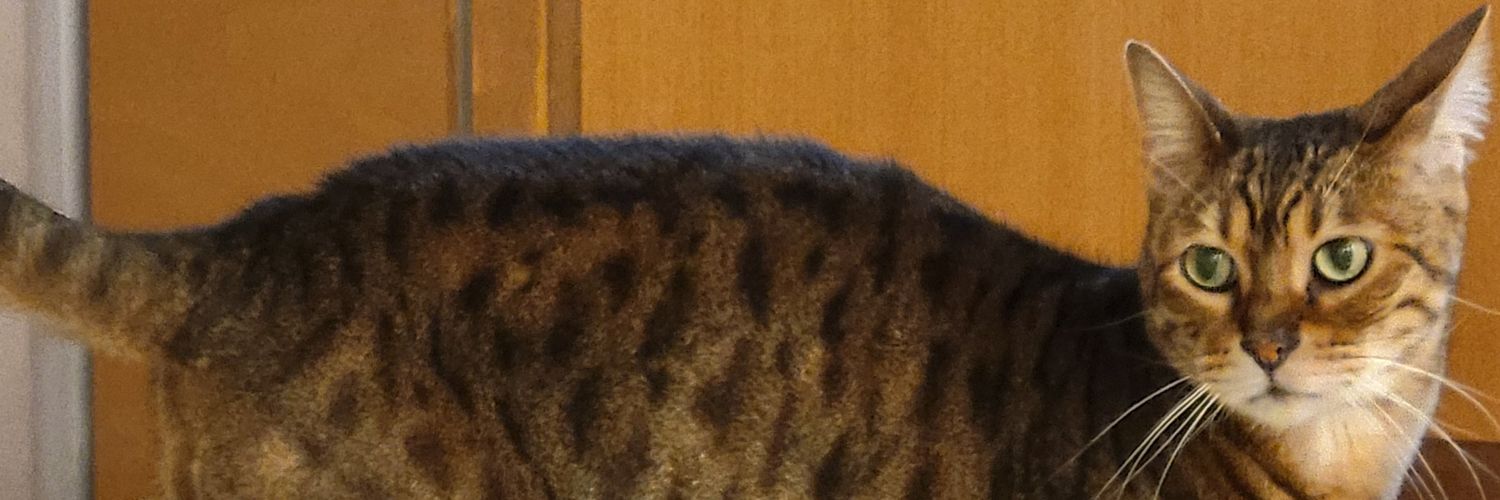 kazumarabbit's profile banner image