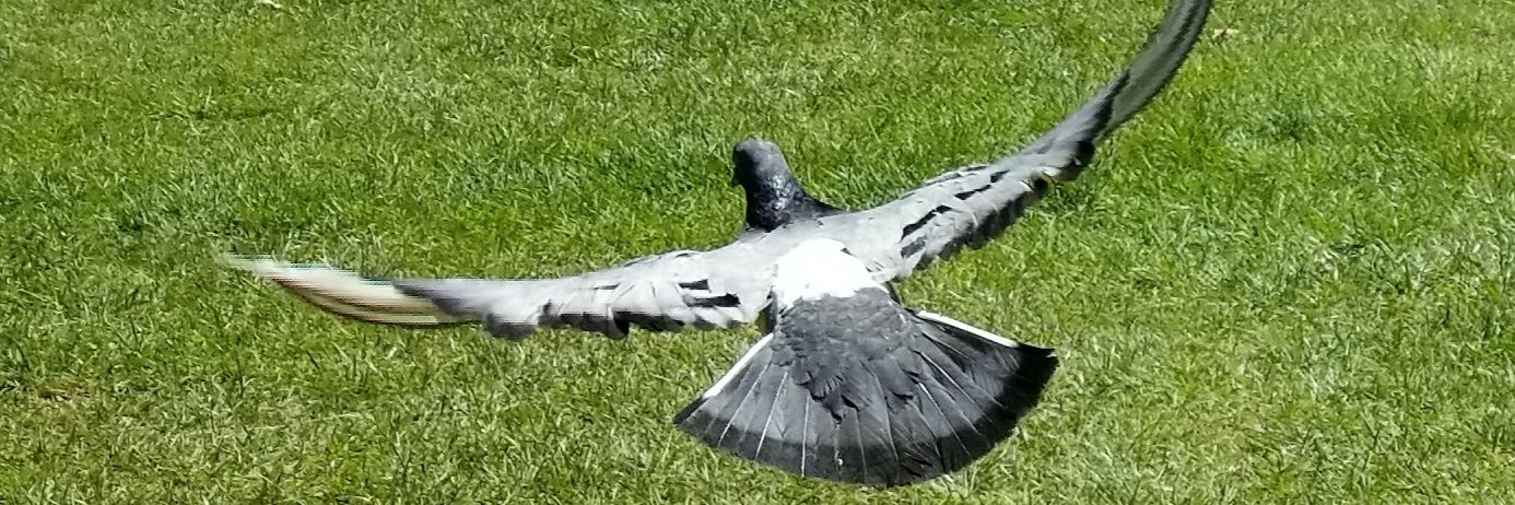 Salih Ünal banner