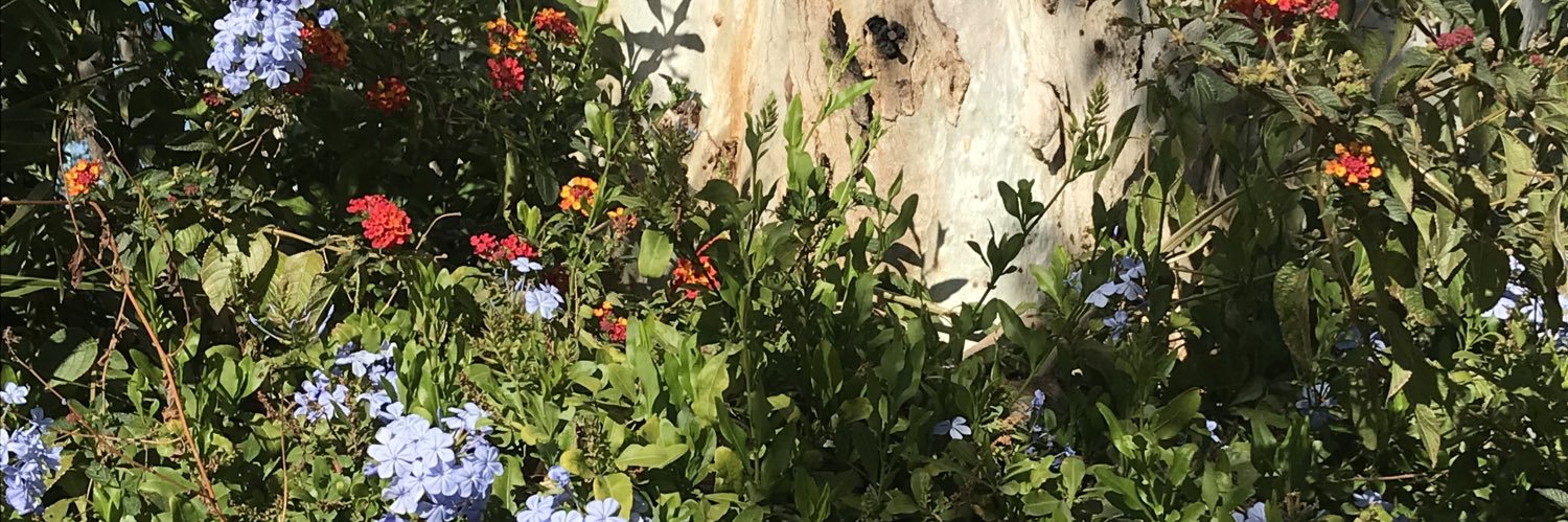 danniibtran's profile banner image