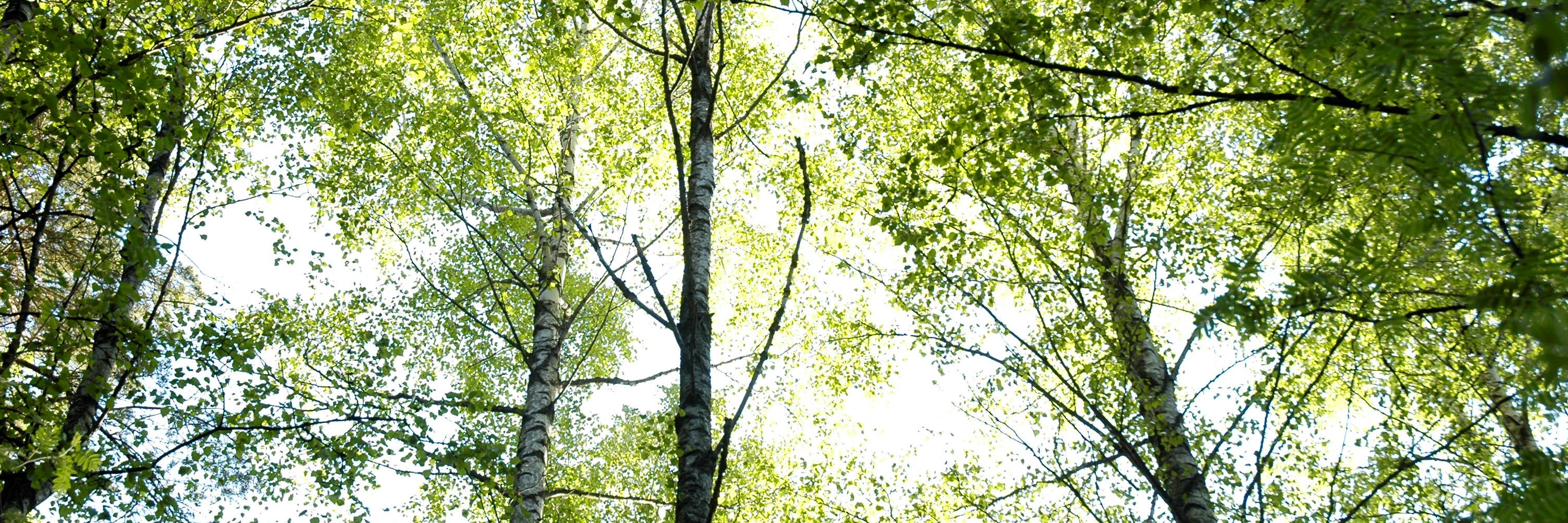 IEnkenberg's profile banner image