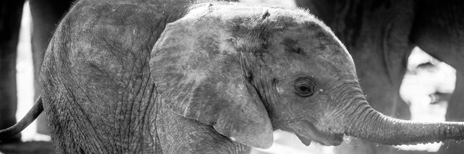 safarious's profile banner image