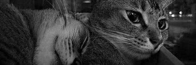 IsaNajarro's profile banner image