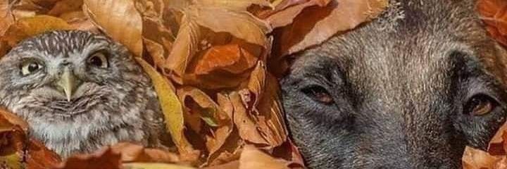 hcalik75's profile banner image