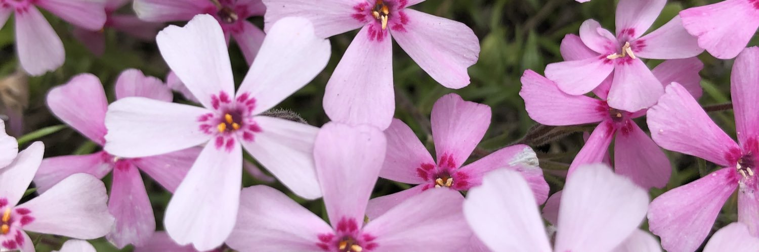 ささいムサシ banner