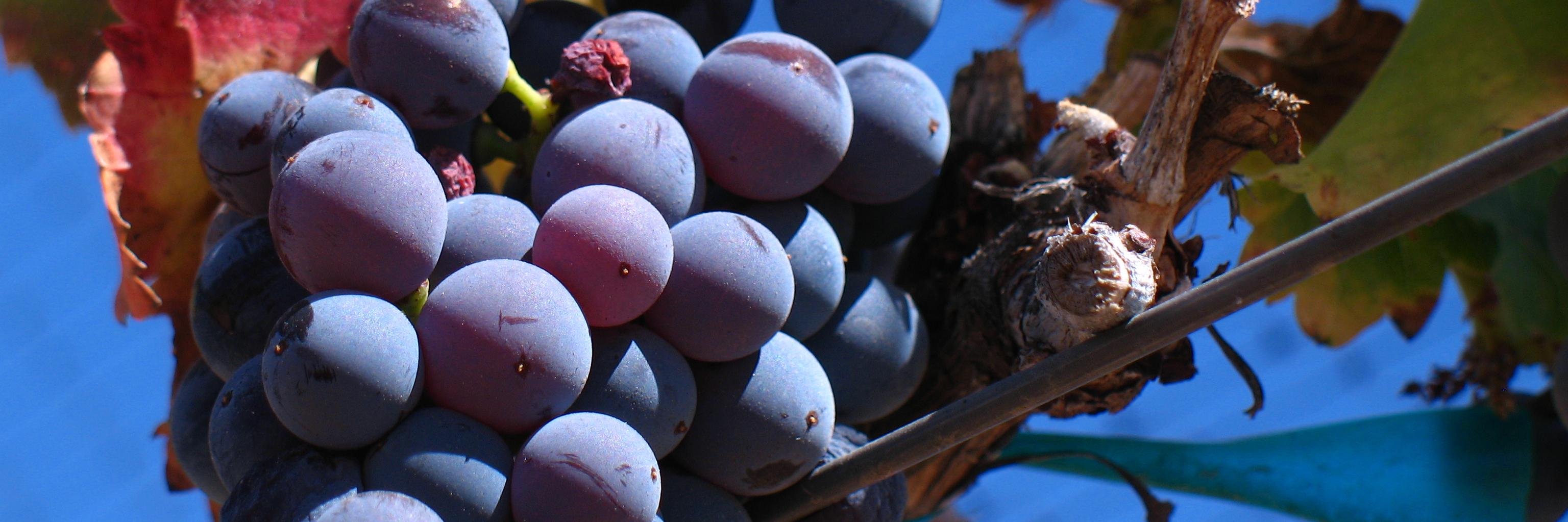 grenacheday's profile banner image