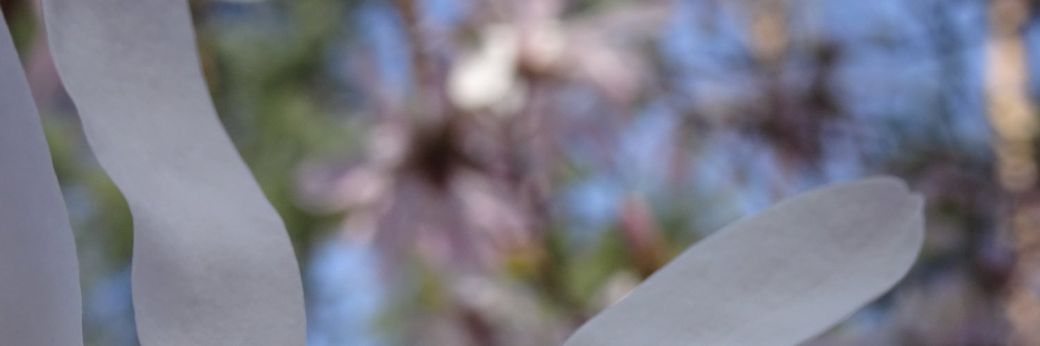 Showbizz Bart - Bart Verbeeck banner