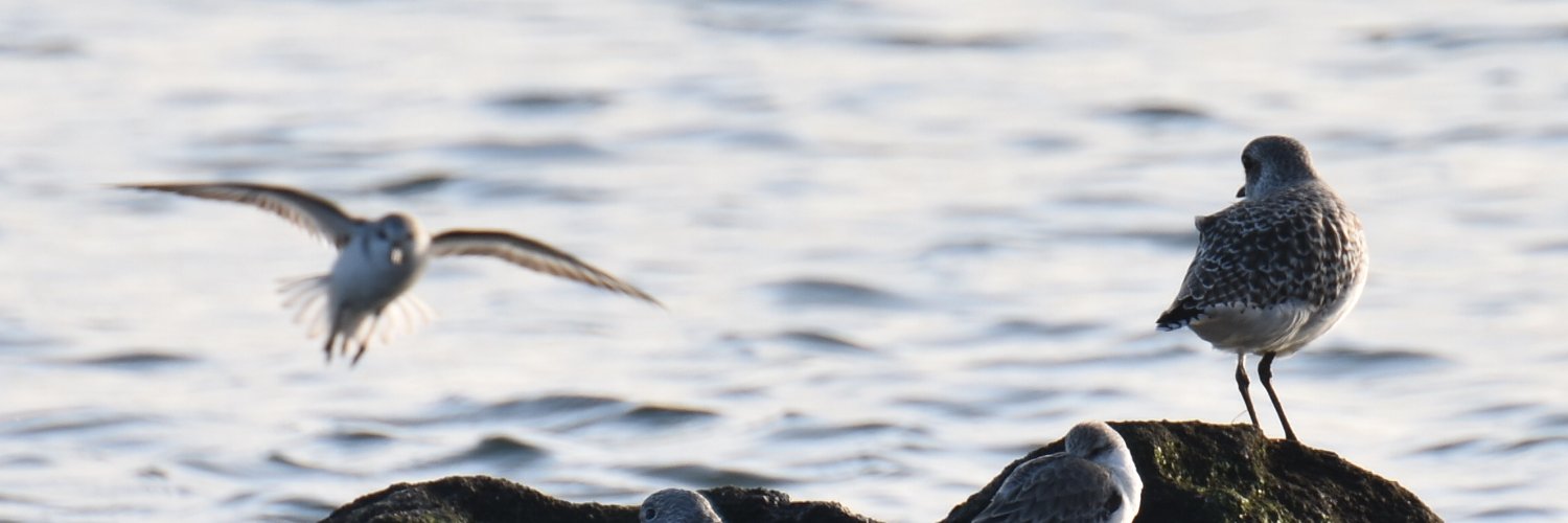 msedruol91's profile banner image