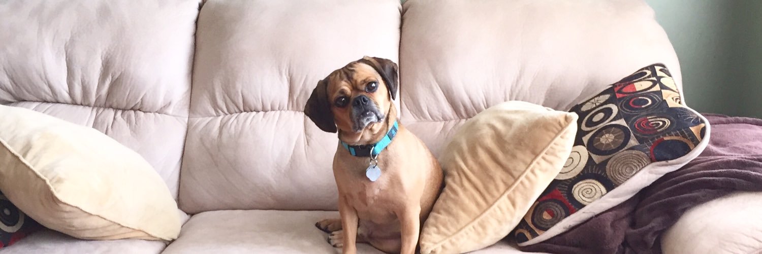 brutusthepuggle's profile banner image