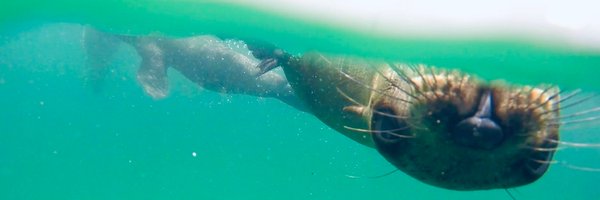 SwimWithSeals Profile Banner