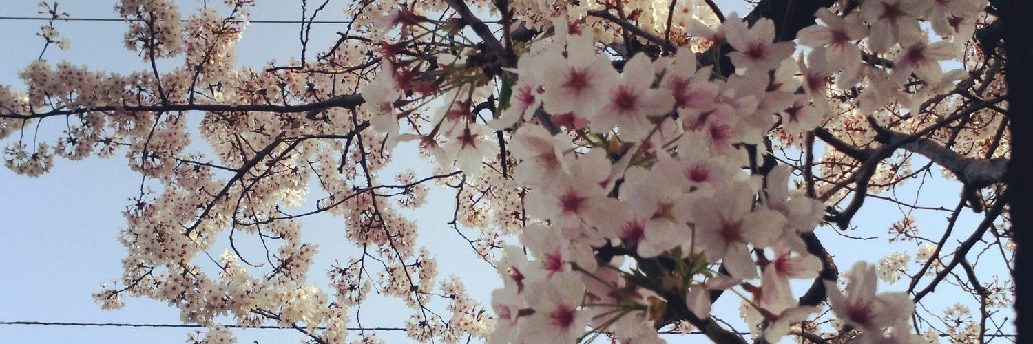 Strophyberry's profile banner image