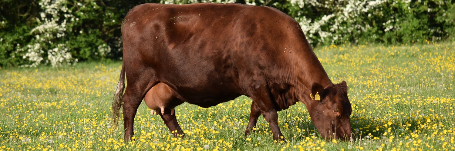 redpoll_cattle's profile banner image