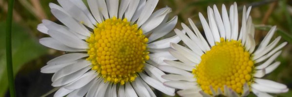 SardaranCarol Profile Banner