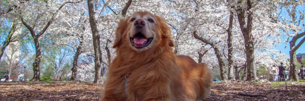 MikeTFox5 Profile Banner