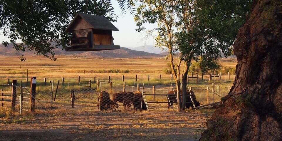 capabilityranch's profile banner image