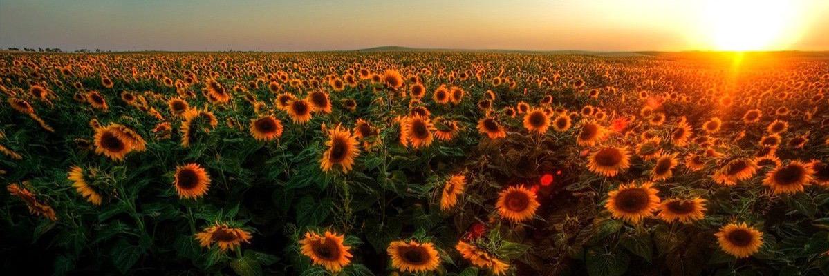 des_gomez's profile banner image