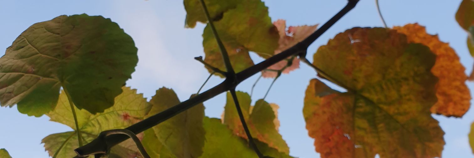 InfraJudith's profile banner image