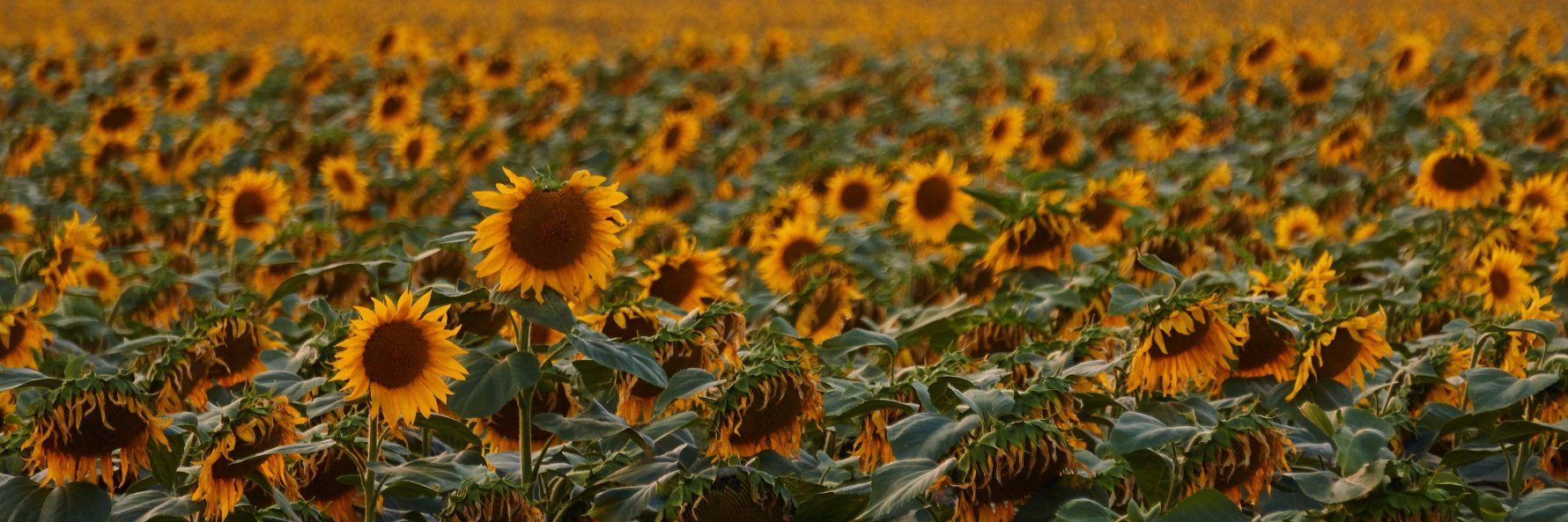 Smude Sunflower Oil banner