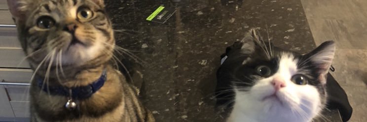 Sapphire Everson banner