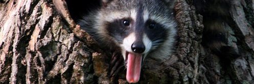 Longerbeamer's profile banner image