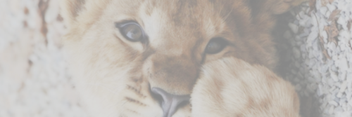 AdoreKaty's profile banner image