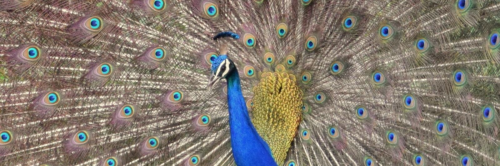 dranilgupta's profile banner image