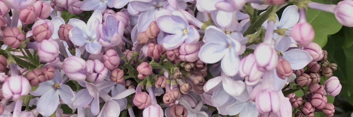 BellaCoraci's profile banner image