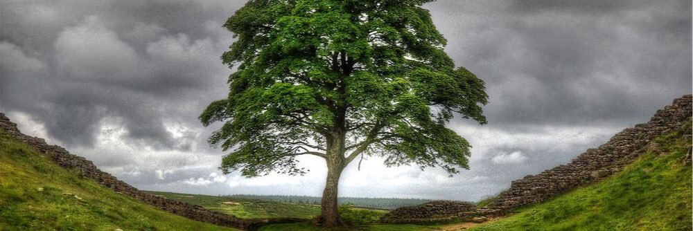 Write Author Blog banner