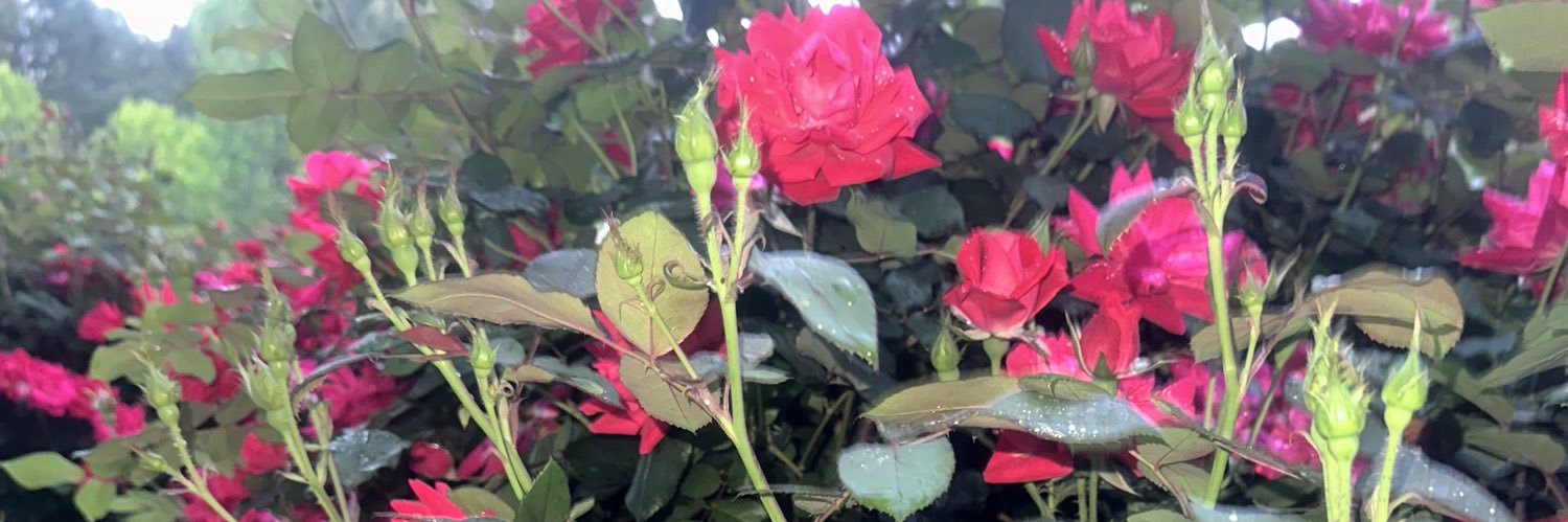 MsLadyRubyRed's profile banner image