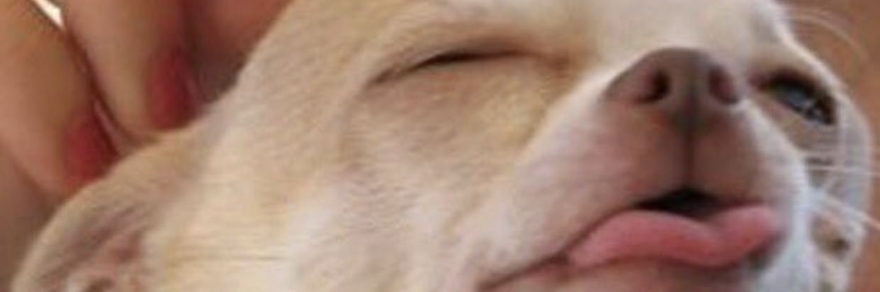crazyassnini's profile banner image