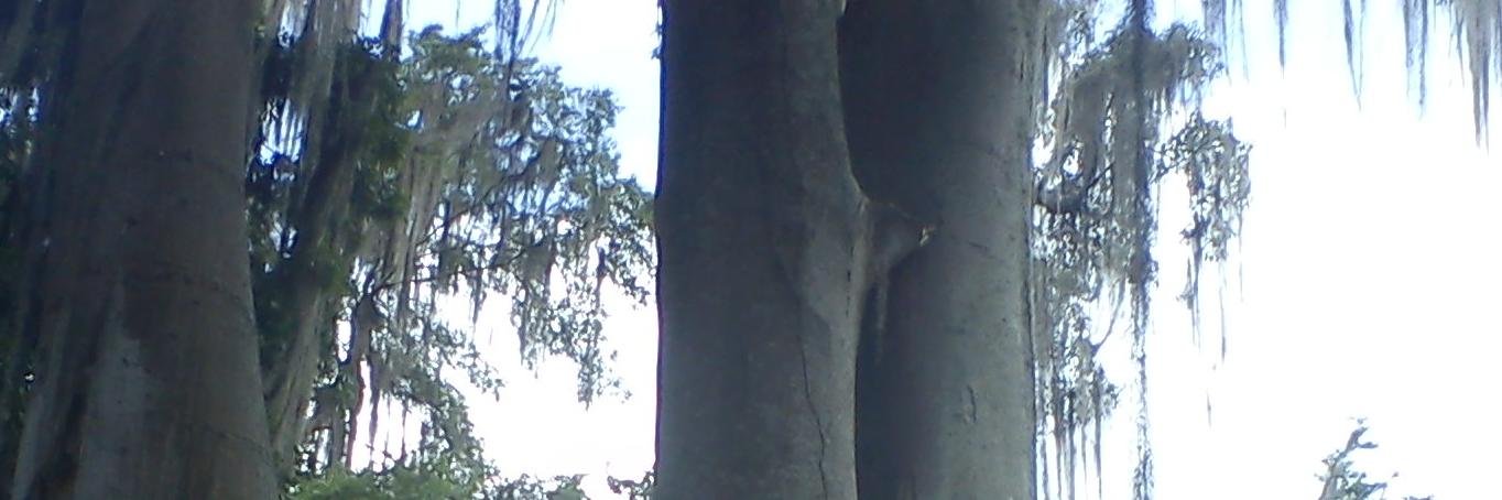 niyerab's profile banner image