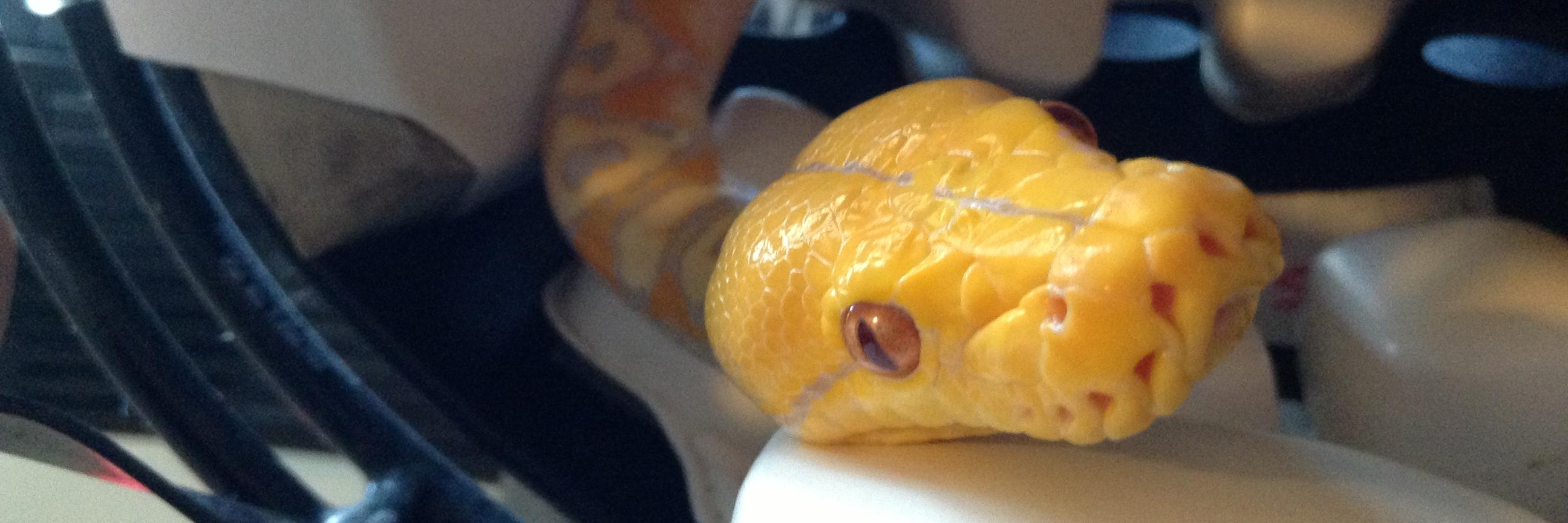 BandedDragon's profile banner image