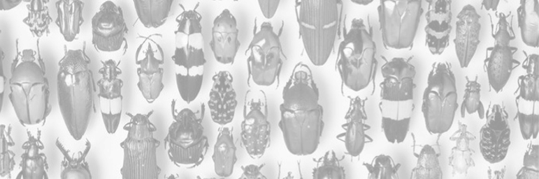 pestnewser's profile banner image