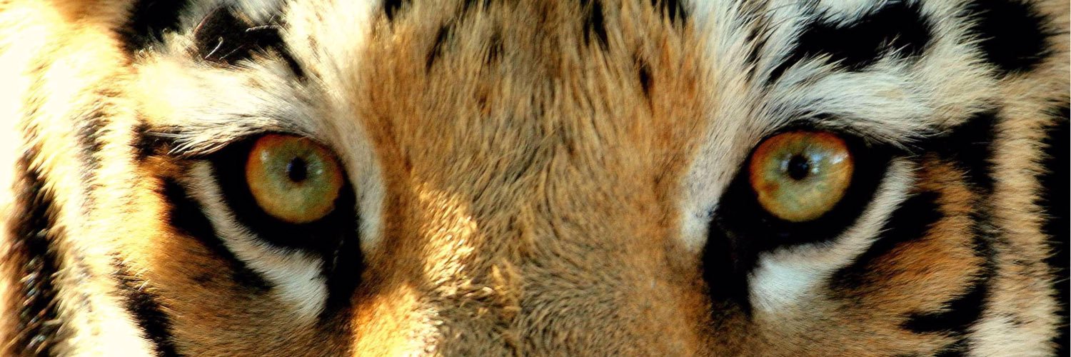 rajukane's profile banner image